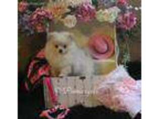 Pomeranian Puppy for sale in ETHELSVILLE, AL, USA
