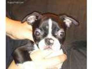 Boston Terrier Puppy for sale in Phoenix, AZ, USA