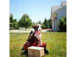 Boxer Puppy for sale in Antioch, IL, USA
