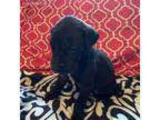 Great Dane Puppy for sale in Palestine, TX, USA