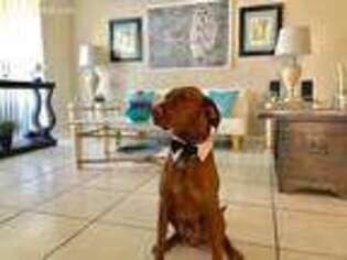 Vizsla Puppy for sale in Pembroke Pines, FL, USA