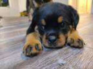Rottweiler Puppy for sale in Saint Petersburg, FL, USA
