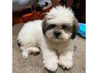 Lhasa Apso Puppy for sale in Westborough, MA, USA