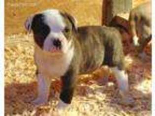American Bulldog Puppy for sale in Lee, FL, USA
