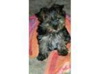 Yorkshire Terrier Puppy for sale in CLINTON, MD, USA