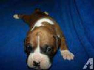 Boxer Puppy for sale in LYNN, IN, USA