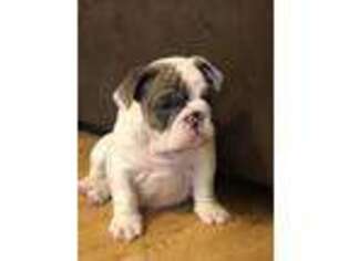 Bulldog Puppy for sale in Alcester, SD, USA