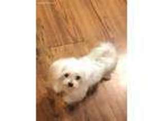 Maltese Puppy for sale in Newland, NC, USA