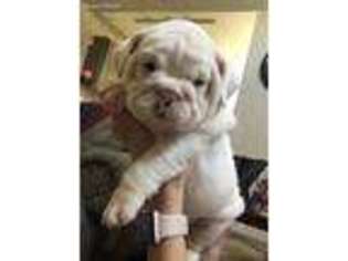 Bulldog Puppy for sale in Temple, TX, USA