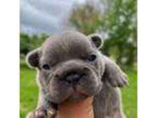 French Bulldog Puppy for sale in Leon, IA, USA