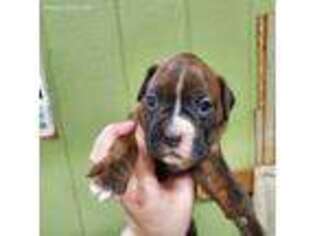Boxer Puppy for sale in Fair Play, SC, USA