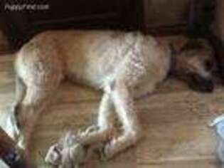 Irish Wolfhound Puppy for sale in Union, IL, USA