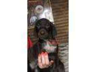German Shorthaired Pointer Puppy for sale in Athens, AL, USA