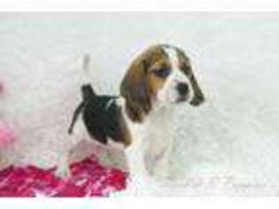 Beagle Puppy for sale in Pottersville, MO, USA