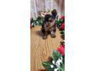 Yorkshire Terrier Puppy for sale in Leesburg, FL, USA