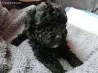 Mutt Puppy for sale in Brookings, OR, USA