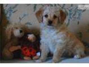Cavapoo Puppy for sale in Philadelphia, PA, USA