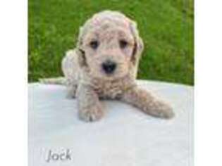 Goldendoodle Puppy for sale in Home, PA, USA