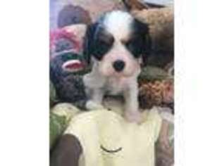 Cavalier King Charles Spaniel Puppy for sale in Warwick, RI, USA
