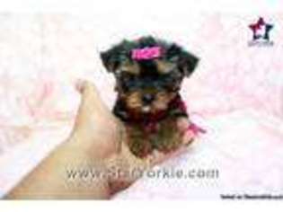 Yorkshire Terrier Puppy for sale in ENCINO, CA, USA