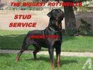 Rottweiler Puppy for sale in EL MONTE, CA, USA