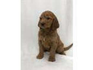 Goldendoodle Puppy for sale in West Alexandria, OH, USA