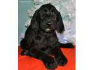 Labradoodle Puppy for sale in Cottonwood, CA, USA