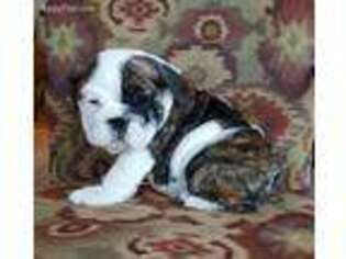 Bulldog Puppy for sale in Palmyra, MO, USA