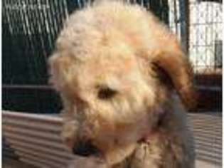 Goldendoodle Puppy for sale in Airway Heights, WA, USA