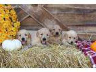 Golden Retriever Puppy for sale in Wakarusa, IN, USA