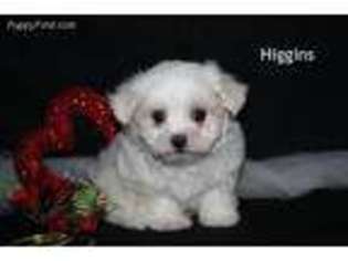 Maltese Puppy for sale in Leon, IA, USA