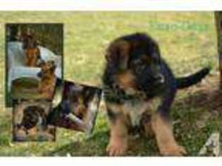 German Shepherd Dog Puppy for sale in HAGERSTOWN, MD, USA