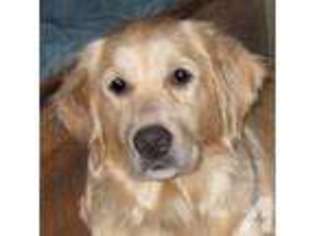 Golden Retriever Puppy for sale in BARNSTEAD, NH, USA