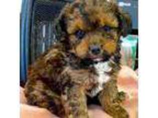 Mutt Puppy for sale in Elkins, WV, USA