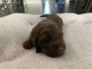 Labradoodle Puppy for sale in Fruitland, ID, USA