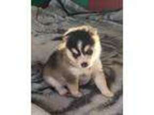 Alaskan Klee Kai Puppy for sale in Hampstead, NC, USA