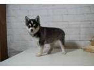 Alaskan Klee Kai Puppy for sale in Arthur, IL, USA