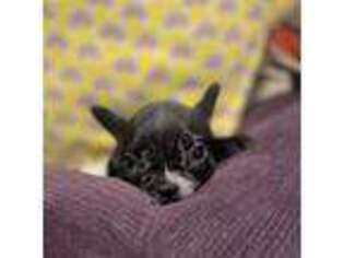 French Bulldog Puppy for sale in Hoodsport, WA, USA