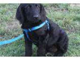 Labradoodle Puppy for sale in Jonesboro, AR, USA