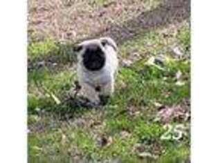 Pug Puppy for sale in Lugoff, SC, USA