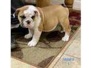Bulldog Puppy for sale in Lindale, TX, USA