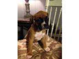 Boxer Puppy for sale in Memphis, TN, USA