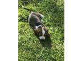 Basset Hound Puppy for sale in Oregon, IL, USA