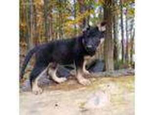 German Shepherd Dog Puppy for sale in Buffalo Mills, PA, USA