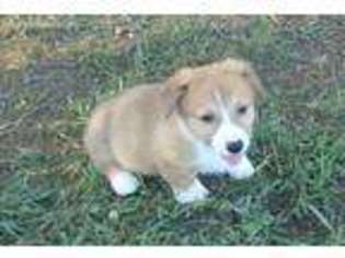 Pembroke Welsh Corgi Puppy for sale in Odell, NE, USA