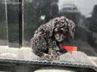 Medium Photo #1 Mutt Puppy For Sale in Mapleton, UT, USA