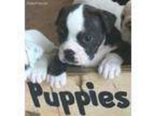 Olde English Bulldogge Puppy for sale in Midlothian, TX, USA