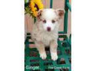 Miniature Australian Shepherd Puppy for sale in Altus, OK, USA
