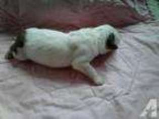 Saint Bernard Puppy for sale in EVERGREEN, MT, USA