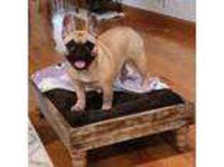 French Bulldog Puppy for sale in Broadway, VA, USA